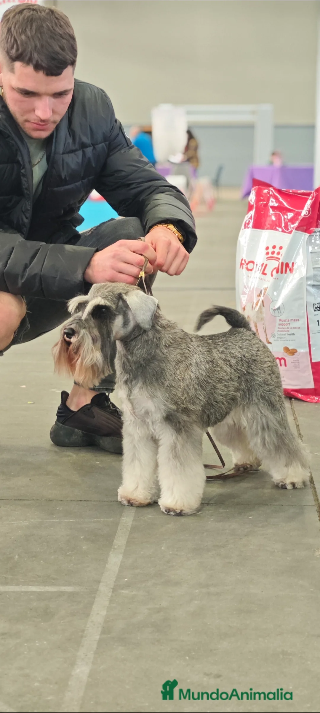 Schnauzer Miniatura perros en venta: Schnauzer mini  - Anuncio 1