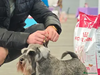 Schnauzer Miniatura perros Schnauzer mini - Anuncio 2