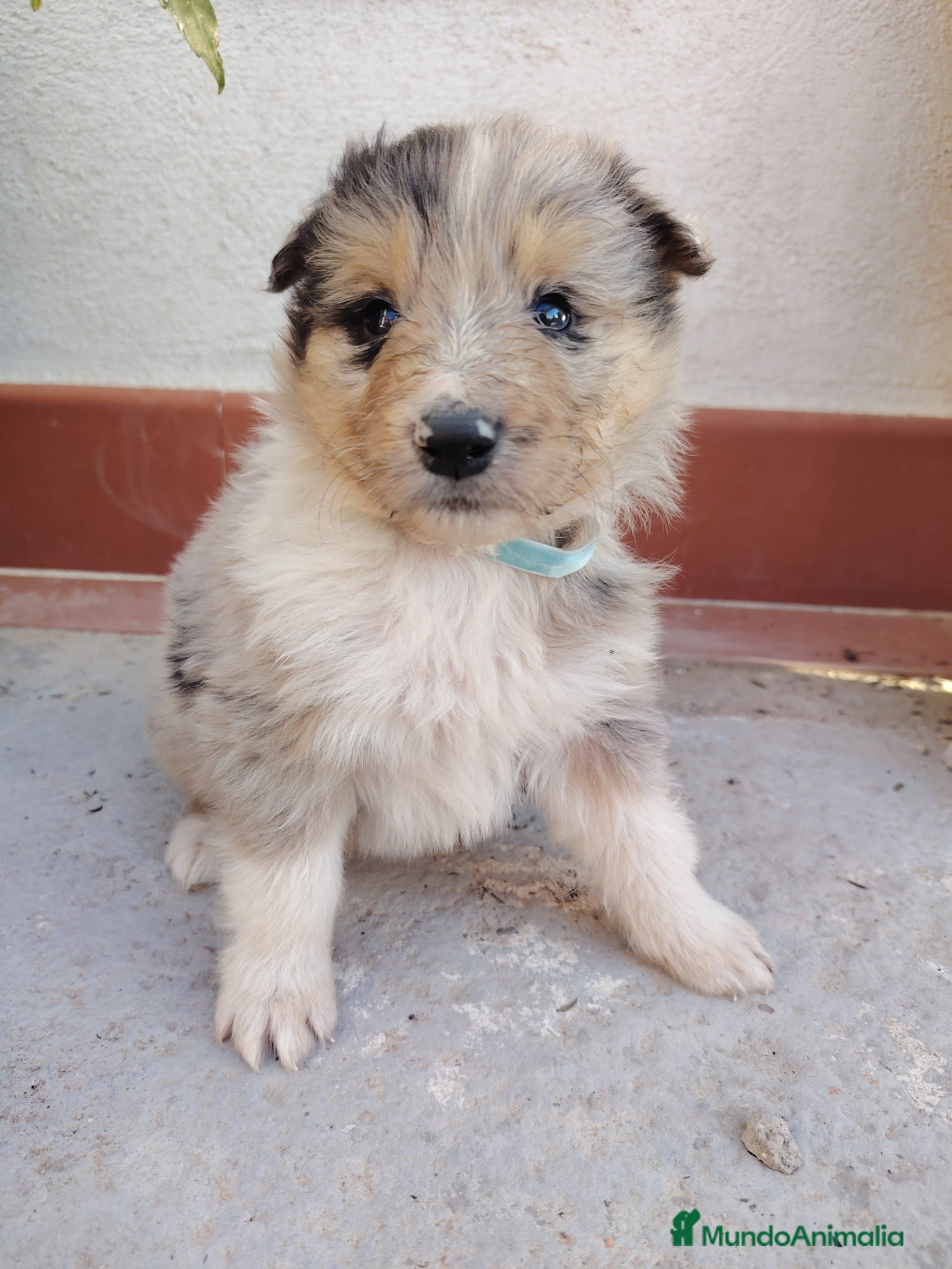 Collie de Pelo Largo perros Cachorros rough collie - Anuncio 34
