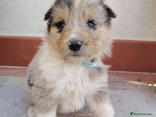 Collie de Pelo Largo perros Cachorros rough collie - Anuncio 34