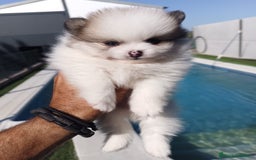 Pomerania perros en venta: Pomeranias - Imagen 4