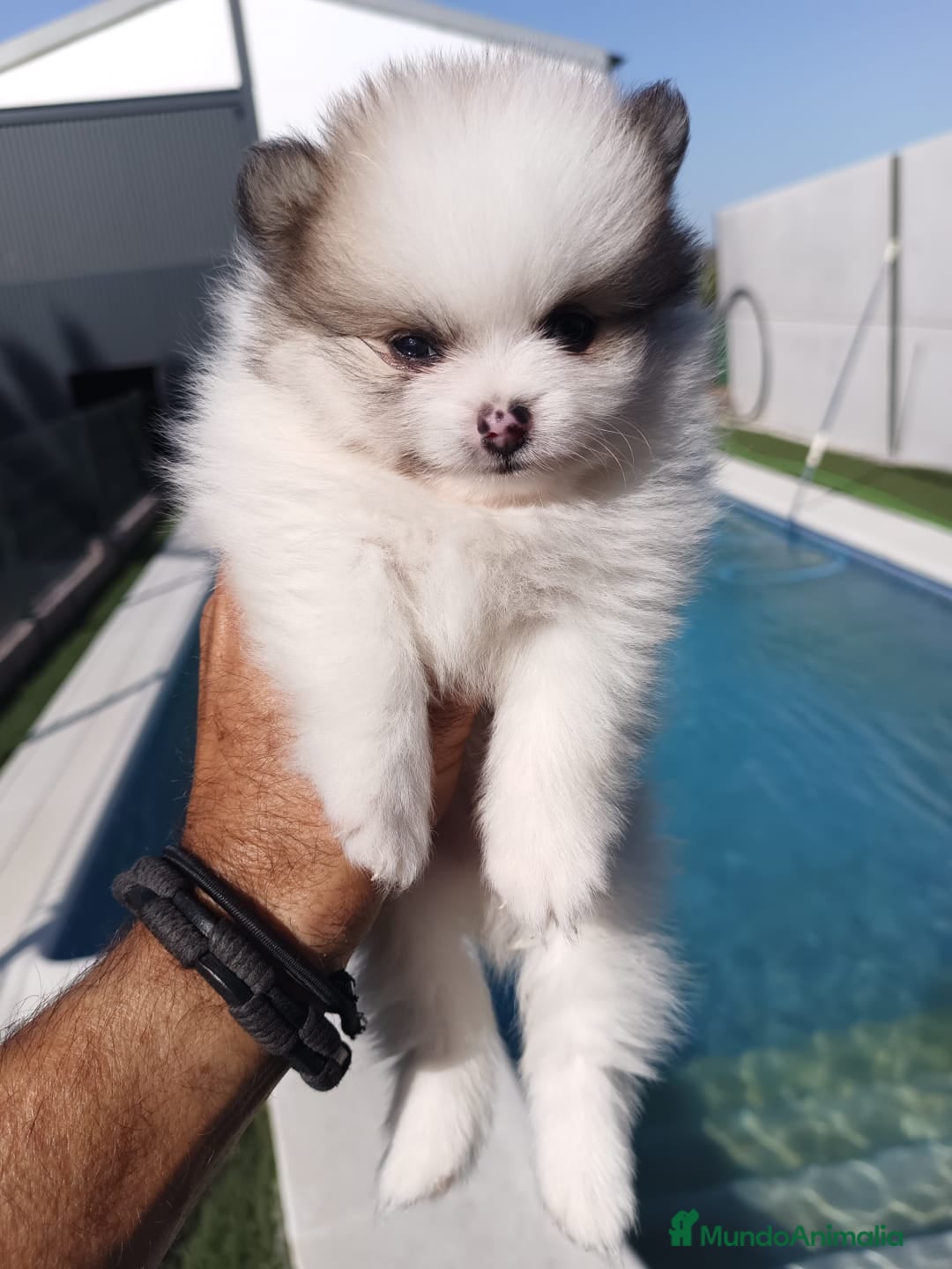 Pomerania perros en venta: Pomeranias - Imagen 4
