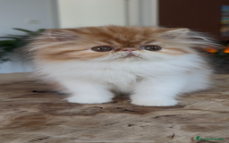 Persa gatos en venta: Macho bicolor rojo - Imagen 3