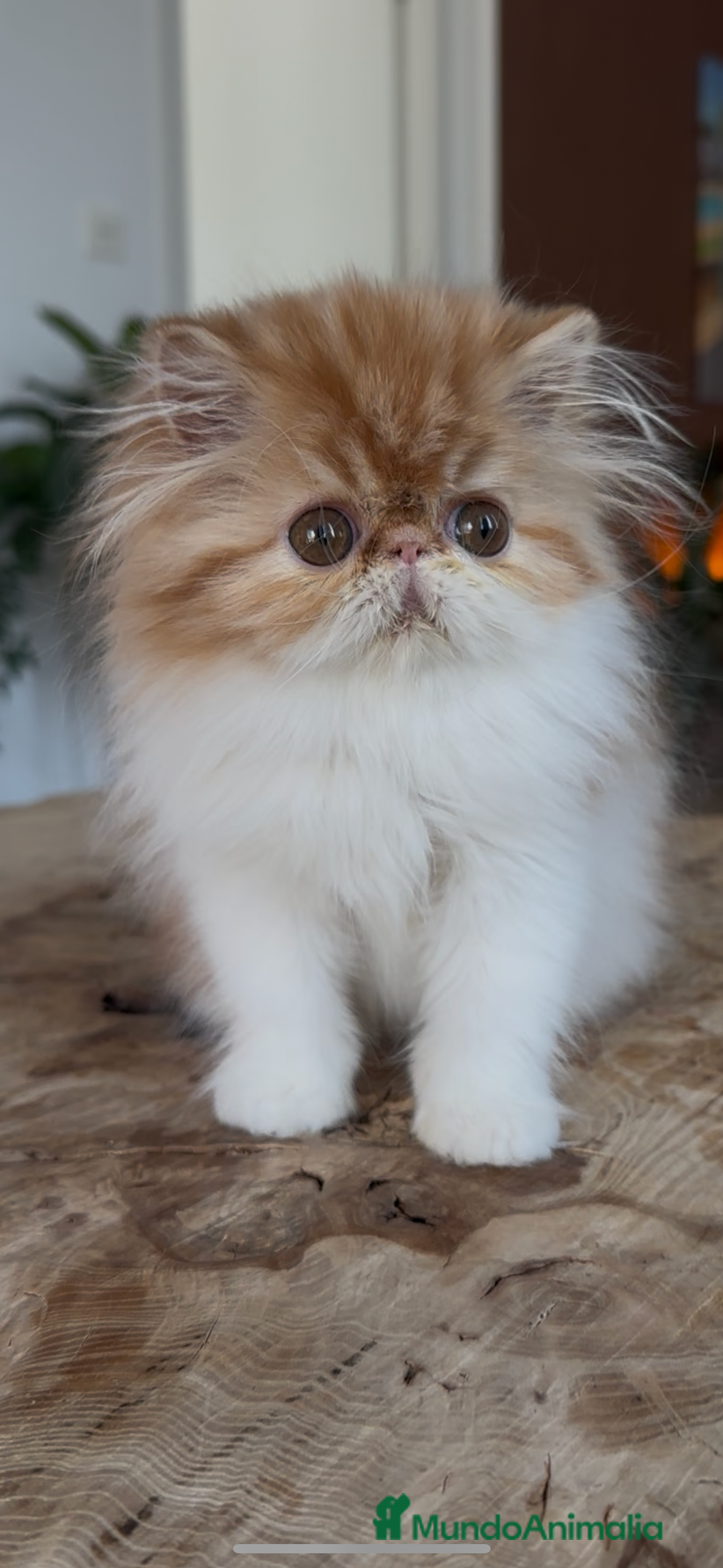Persa gatos en venta: Macho bicolor rojo - Imagen 3