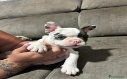 Bulldog Francés perros en venta: Bulldog Francés Macho - Imagen 4