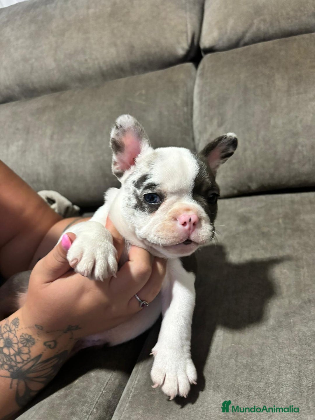 Bulldog Francés perros en venta: Bulldog Francés Macho - Imagen 4
