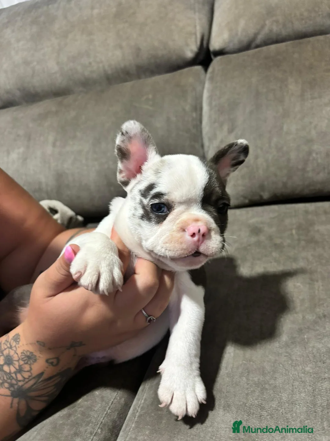 Bulldog Francés perros en venta: Bulldog Francés Macho - Anuncio 4