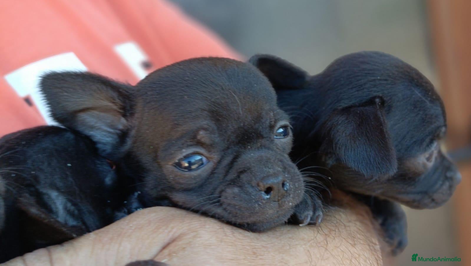 Chihuahua perros Chihuahua - Anuncio 2