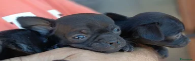 Chihuahua 2