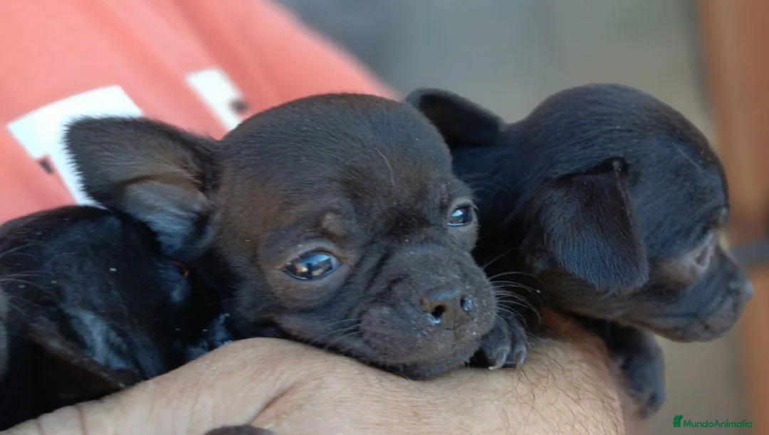 Chihuahua perros en venta: Chihuahua - Anuncio 2
