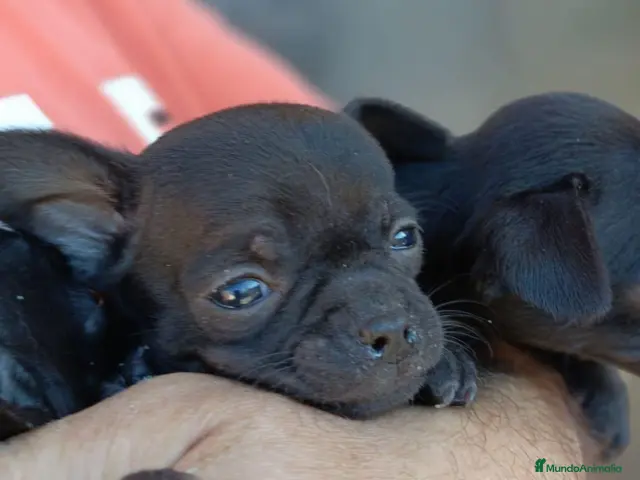 Chihuahua perros en venta: Chihuahua - Anuncio 2