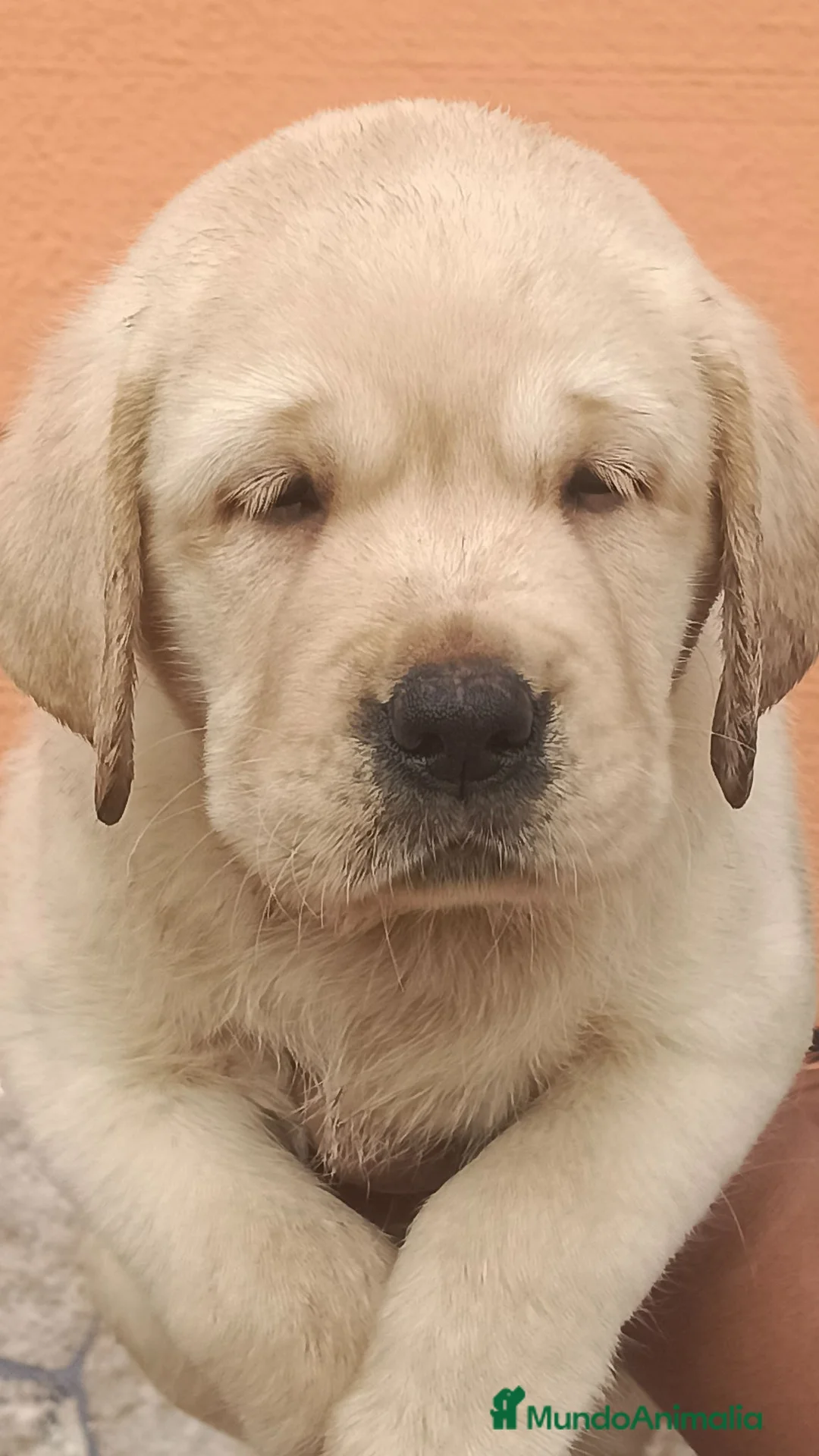 Labrador Retriever perros en venta: Labrador retriever dorado disponible  en Sevilla - Anuncio 1