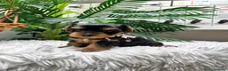 Yorkshire Terrier perros en venta: YORKSHIRE TERRIER HEMBRAS - Anuncio 12