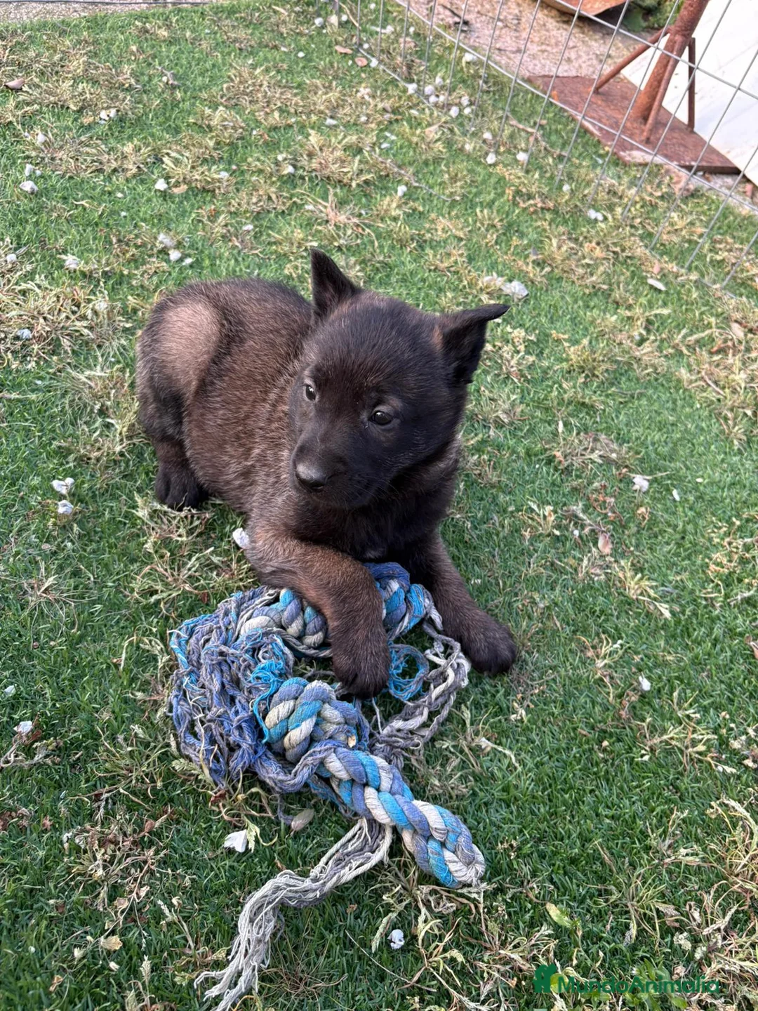 Pastor Belga Malinois perros en venta: PASTOR BELGA MALINOIS - Anuncio 1