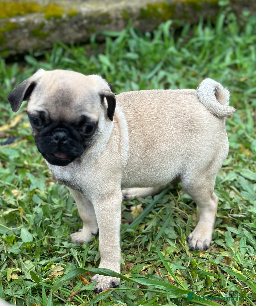 Carlino - Pug perros en venta: CARLINO PUG ARENA MACHO DISPONIBLE en Barcelona - Imagen 3