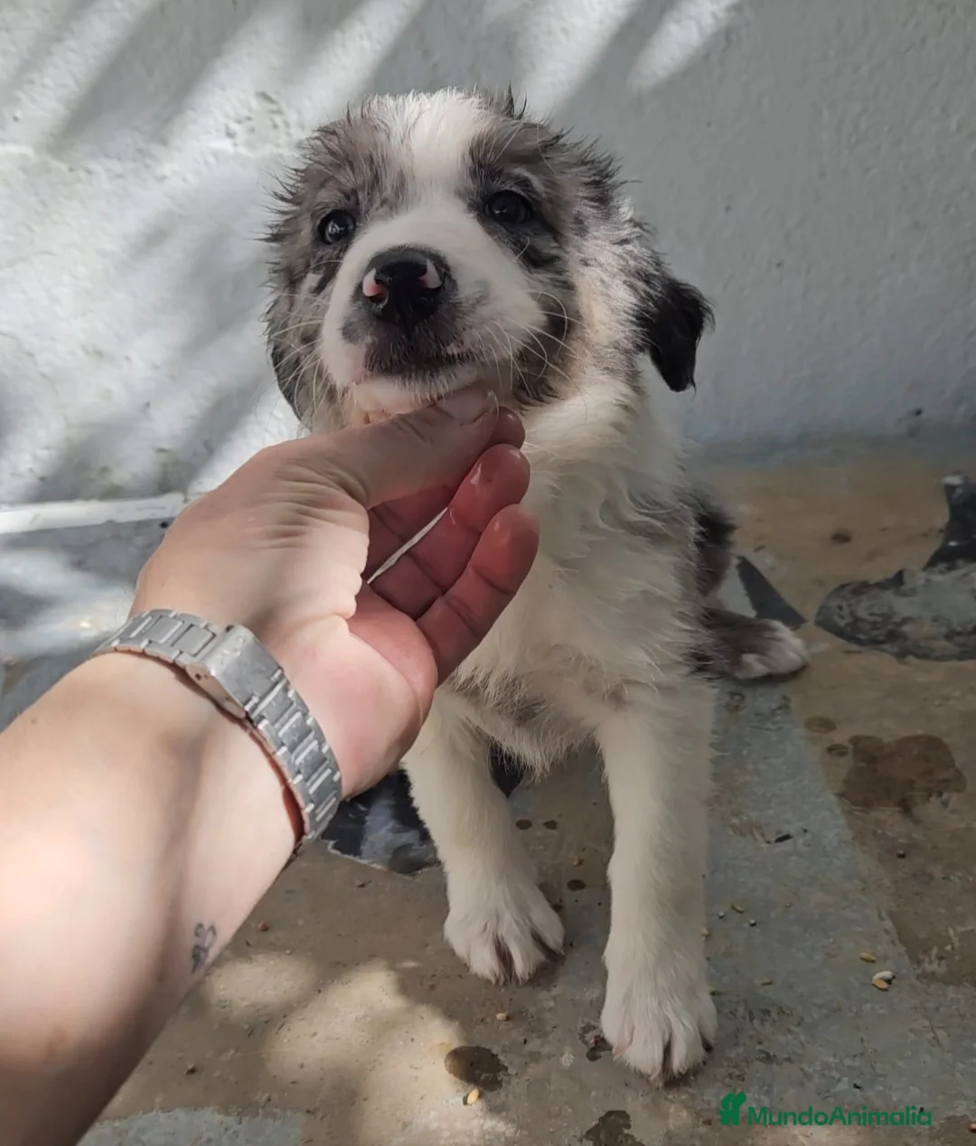 Border Collie perros en venta: Excelente cachorra border collie  - Anuncio 1