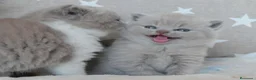 Británico de Pelo Corto gatos en venta: Últimas 3 hembras British Shorthair disponibles 🐾 - Anuncio 2