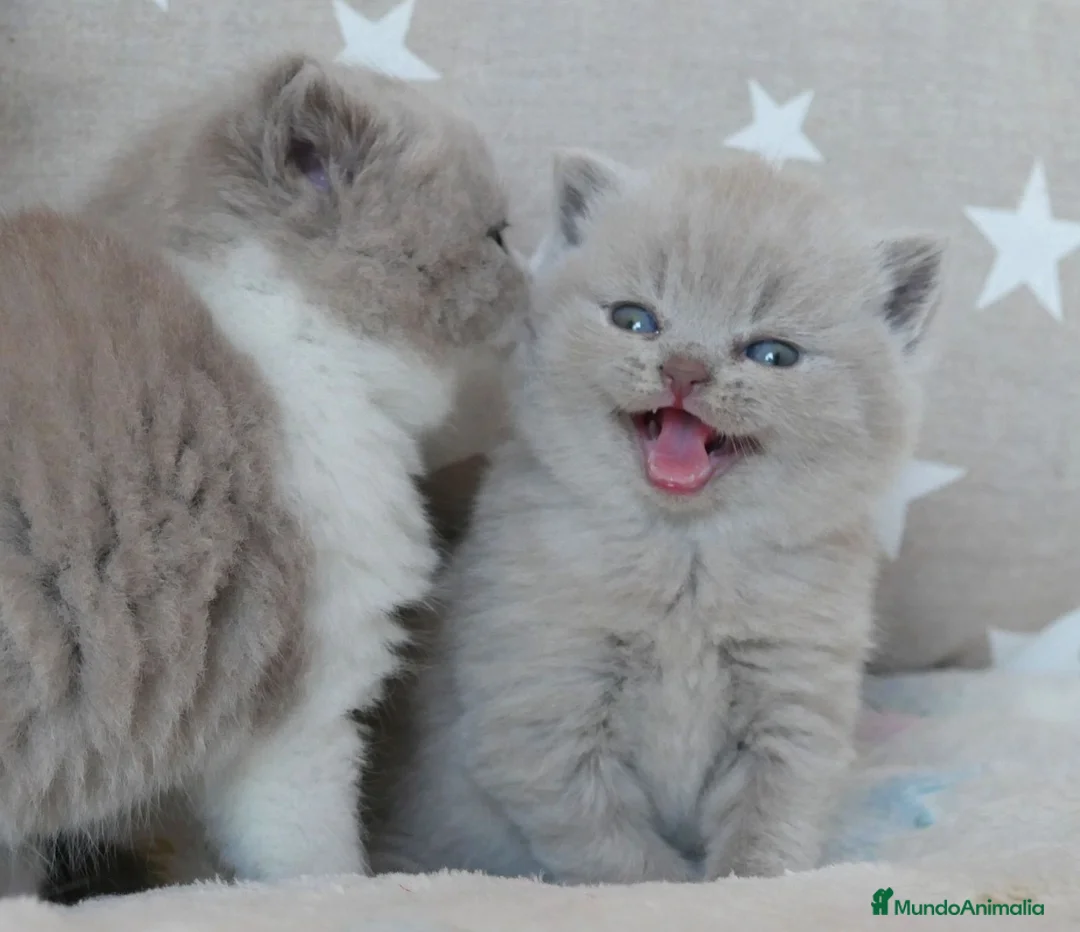 Británico de Pelo Corto gatos en venta: Últimas 3 hembras British Shorthair disponibles 🐾 - Anuncio 2