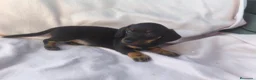 Teckel Miniatura perros en venta: Teckel kanichen  - Anuncio 5