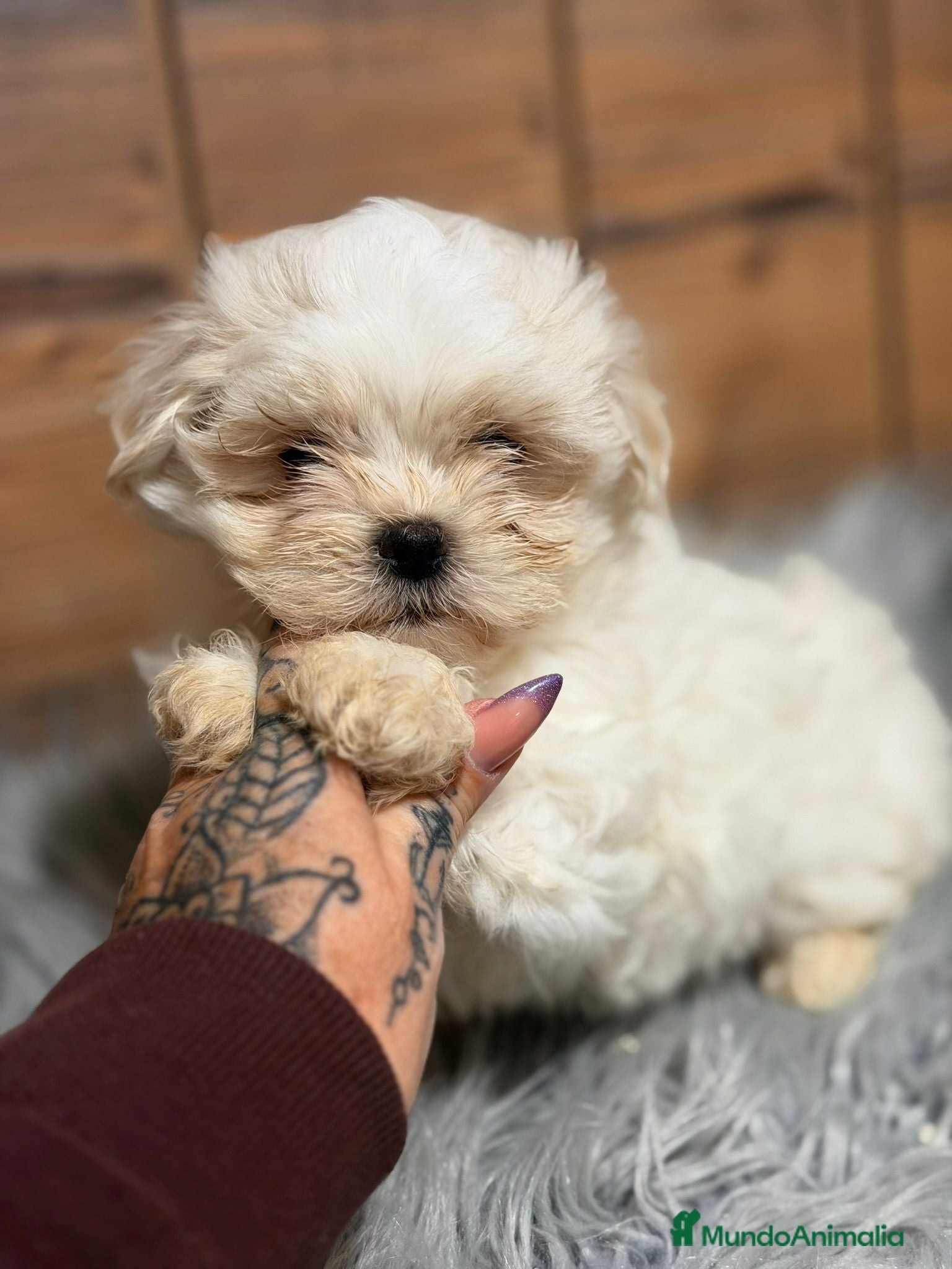 Bichón Maltés perros BICHON MALTES HEMBRA - Anuncio 1