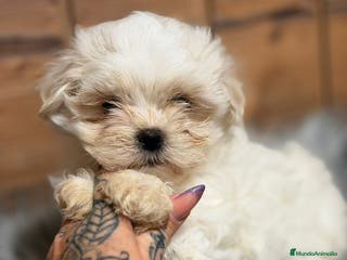 Bichón Maltés perros BICHON MALTES HEMBRA - Anuncio 1