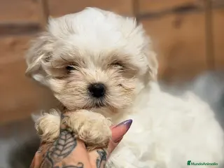 Bichón Maltés perros BICHON MALTES HEMBRA - Anuncio 33