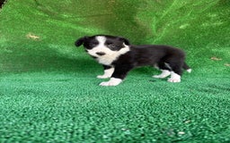 Border Collie perros en venta: Border collie  - Imagen 5