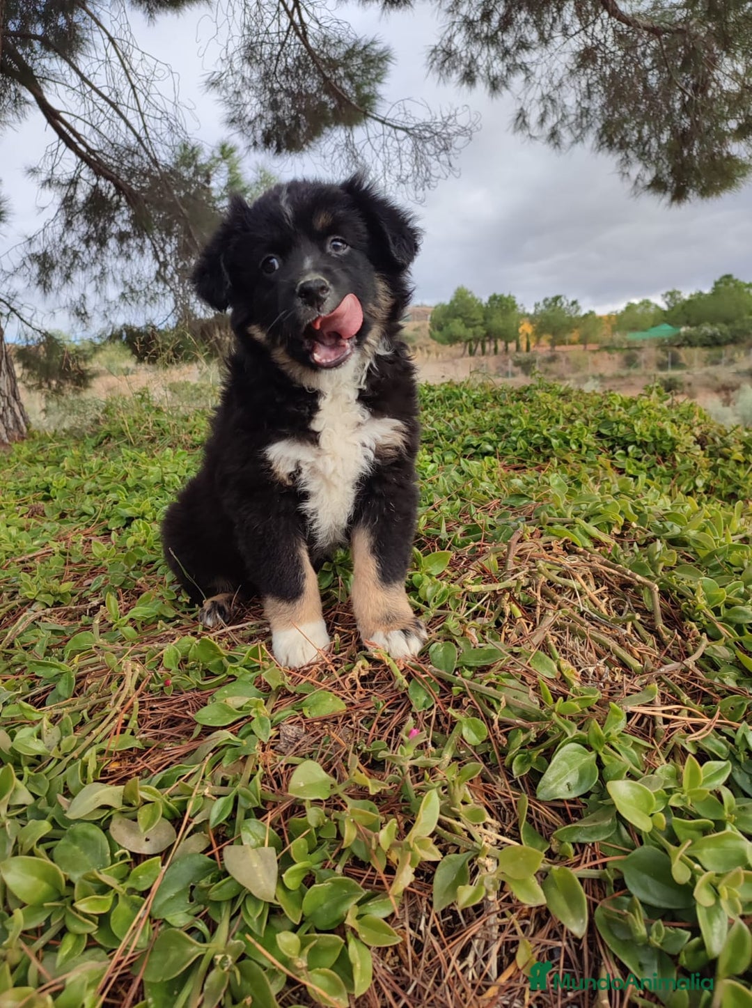 Pastor Miniatura Americano perros en venta: Cachorro Pastor Americano - Anuncio 2