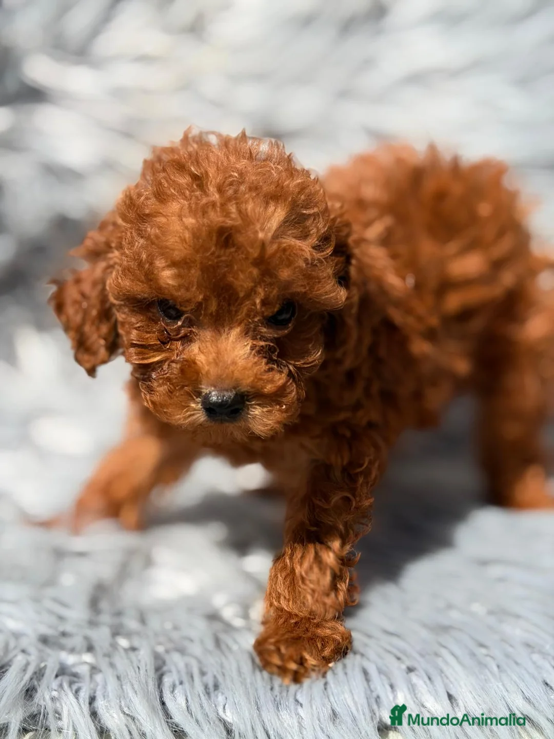 Caniche Toy perros en venta: CANICHE TOY ROJO INTENSO - Anuncio 1