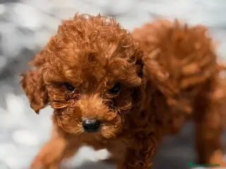 Caniche Toy perros CANICHE TOY ROJO INTENSO - Anuncio 4