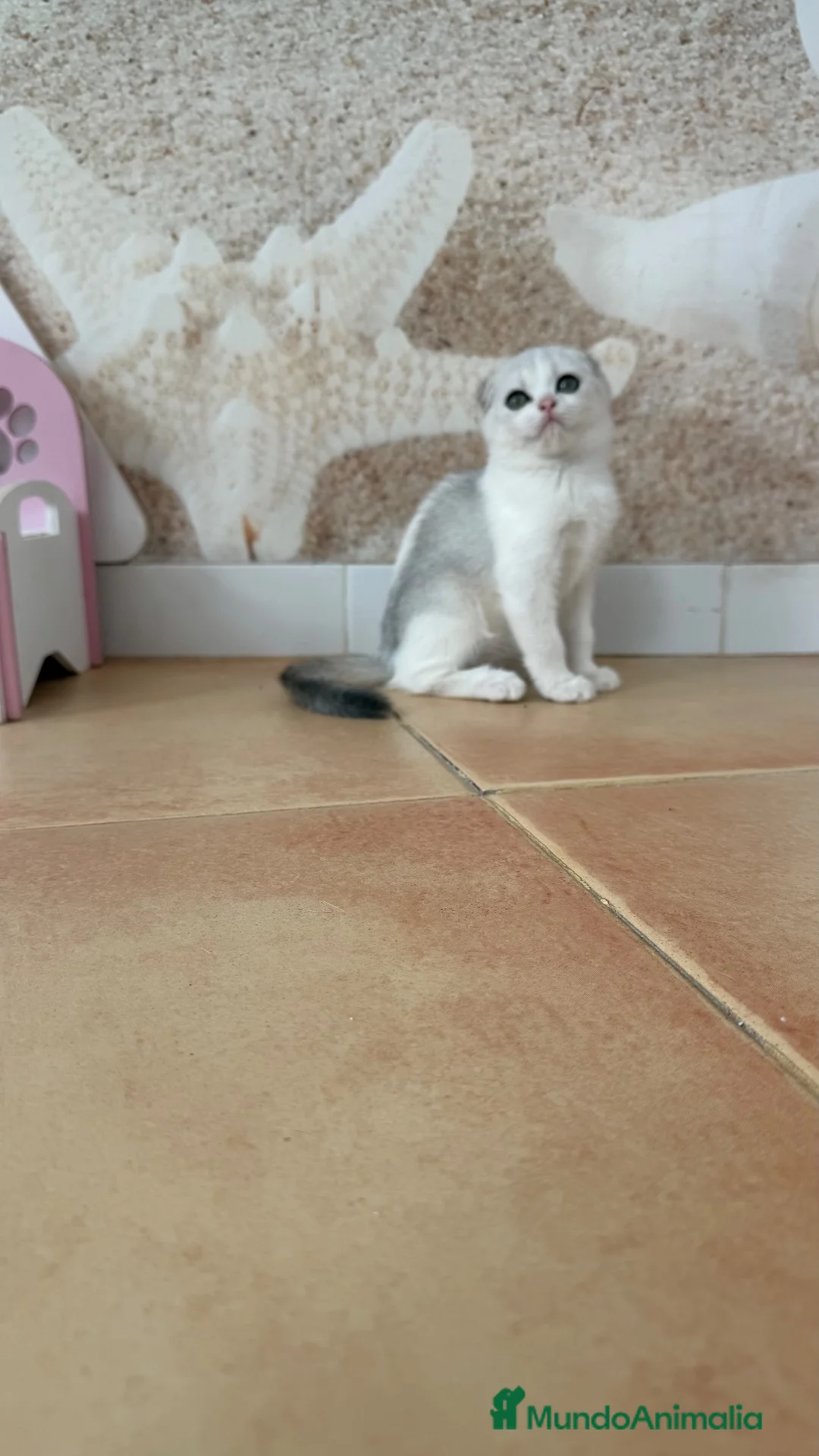 Scottish Fold gatos en venta: Scottish  - Anuncio 2