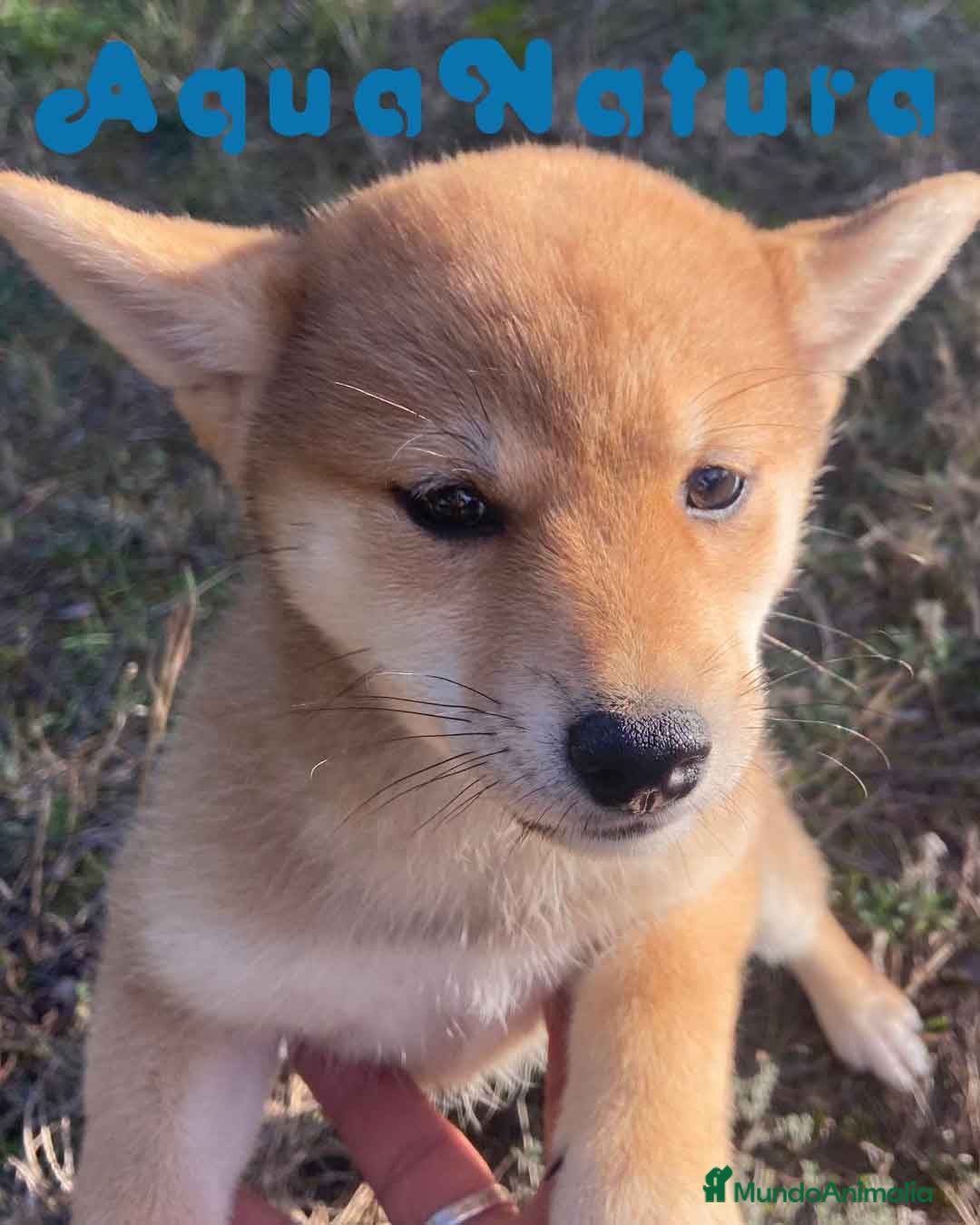 Shiba Inu perros Shiba Inu Hembra 5288 de Mar - AQUANATURA en Barcelona - Anuncio 25