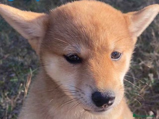 Shiba Inu perros en Barcelona - Anuncio 33