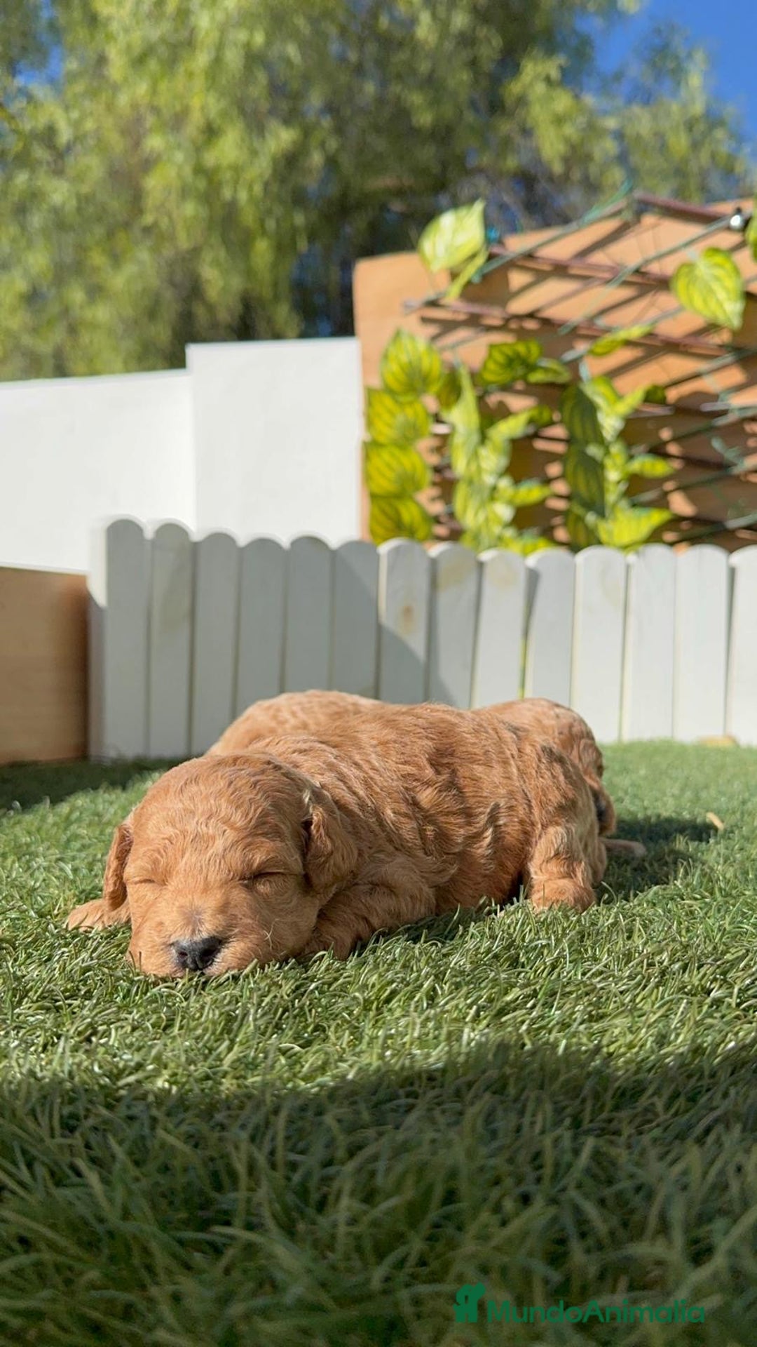 Caniche Toy perros en venta: CANICHE TOY - Imagen 9