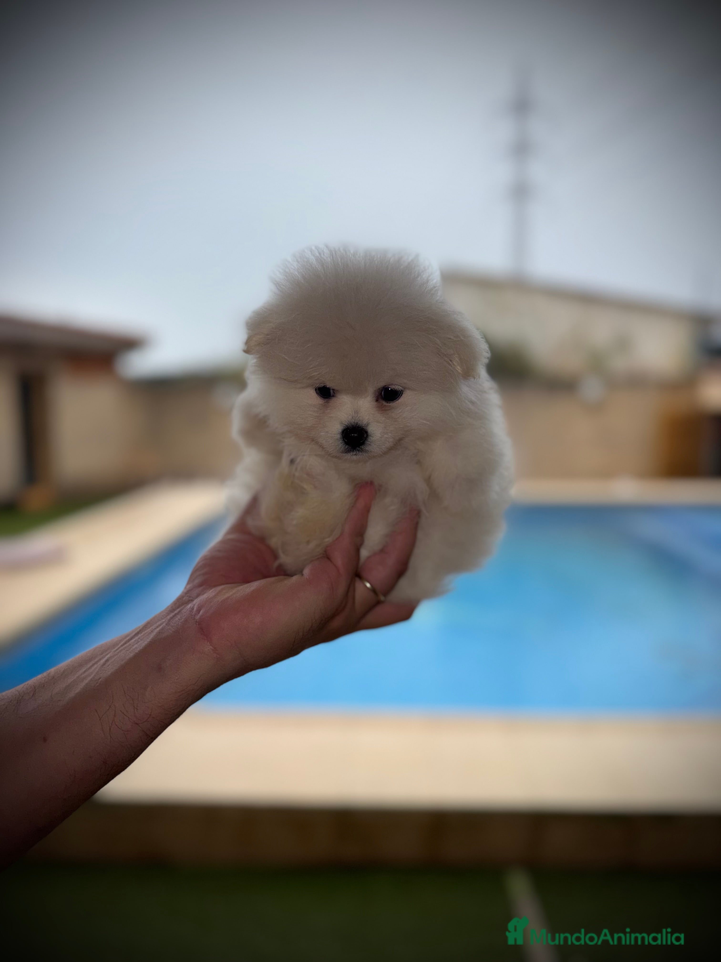 Pomerania perros Pomerania toy - Anuncio 2
