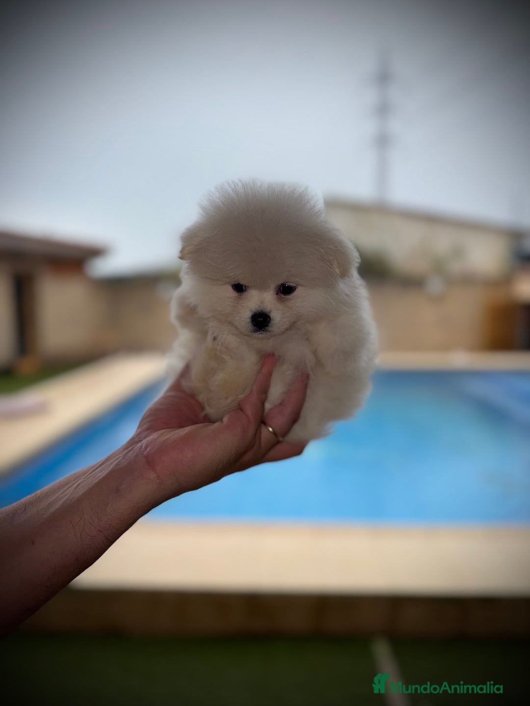 Pomerania perros en venta: Pomerania toy - Imagen 2
