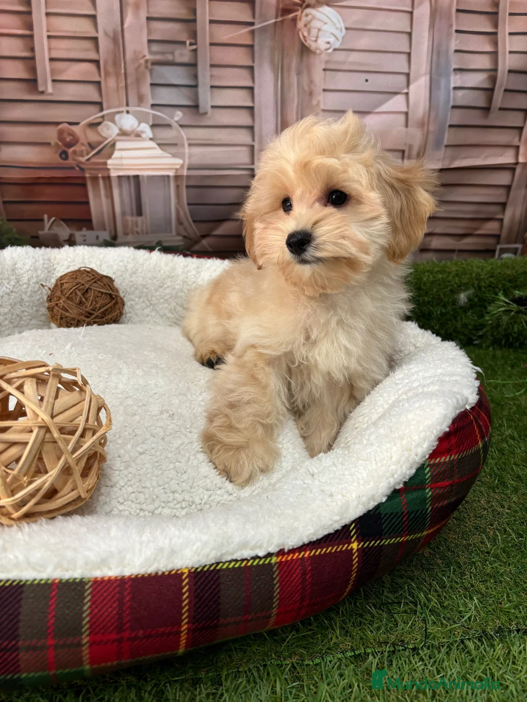 Maltipoo perros en venta: Maltipoo listo para conocer a su nueva famila!! - Anuncio 6