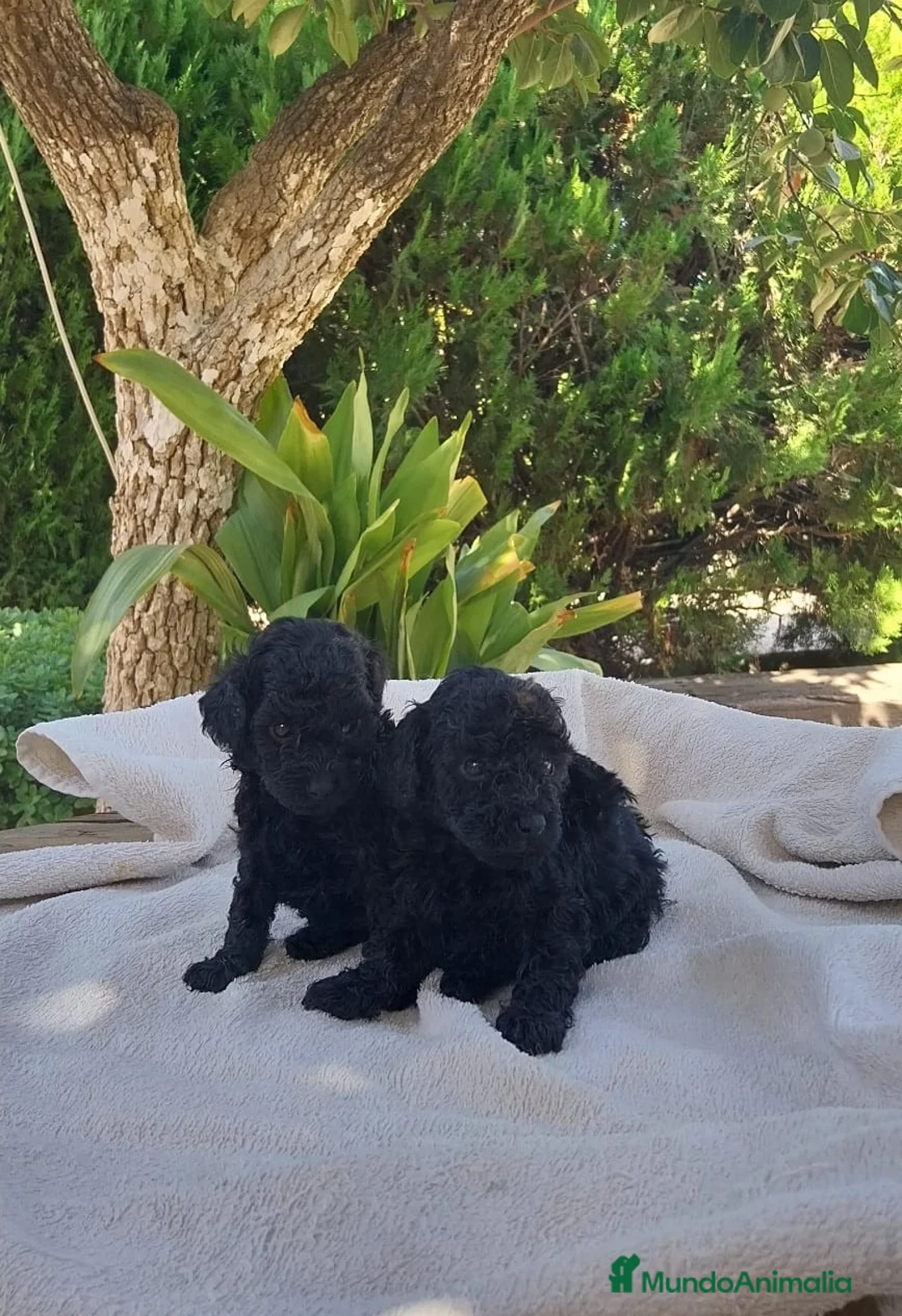 Caniche Toy perros en venta: Caniche toy apricot y negro  - Anuncio 7