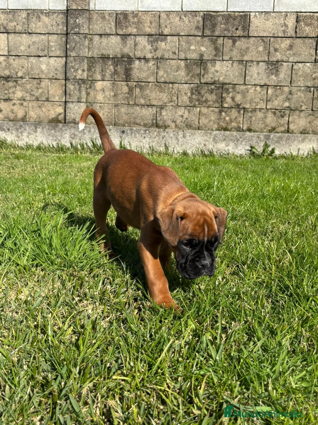 Boxer perros en venta: CACHORRO BOXER PONTEVEDRA - Anuncio 8