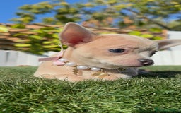 Chihuahua perros en venta: CHIHUAHUA HEMBRA - Anuncio 11