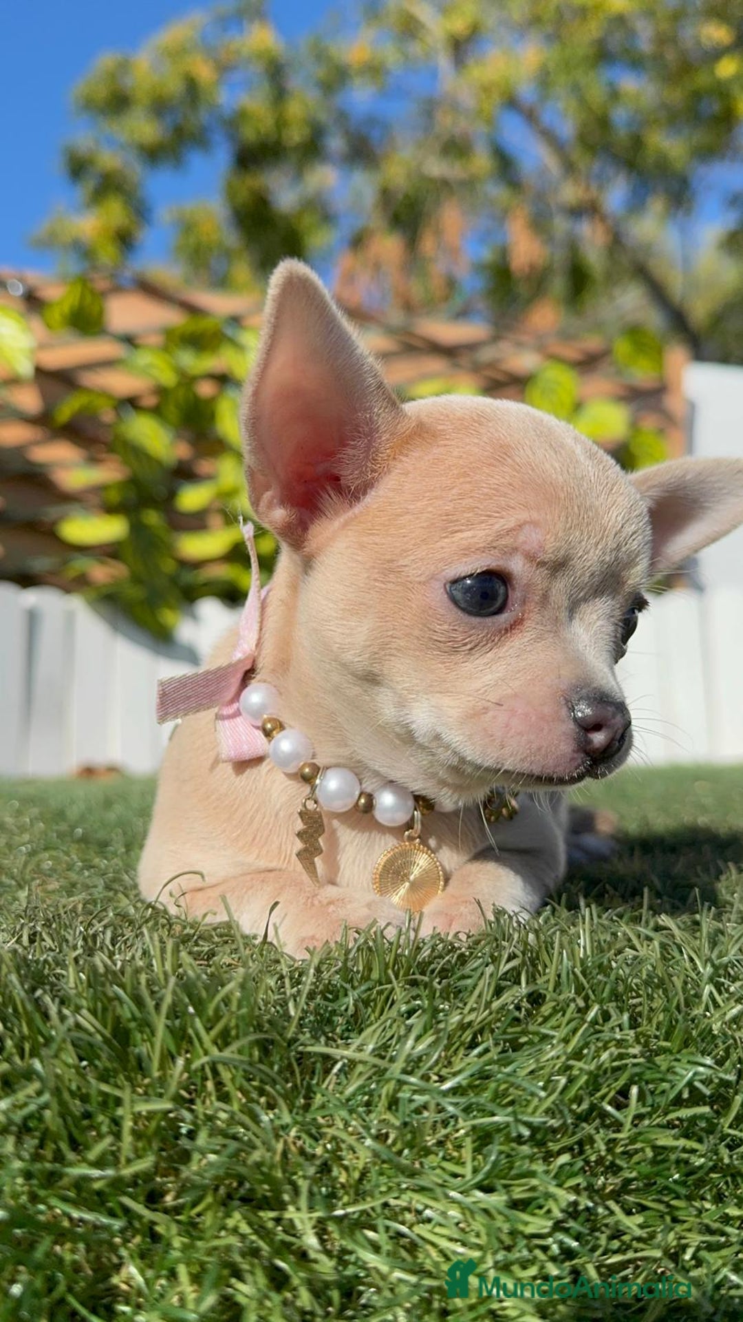 Chihuahua perros en venta: CHIHUAHUA HEMBRA - Anuncio 11