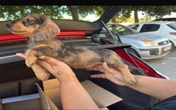 Teckel perros en venta: Hembra de teckel  - Imagen 1