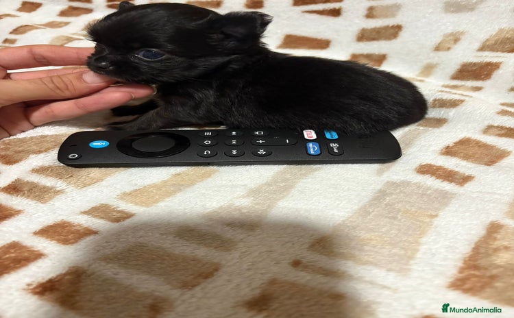 Chihuahua perros - Anuncio 1