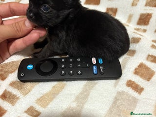 Chihuahua perros - Anuncio 1