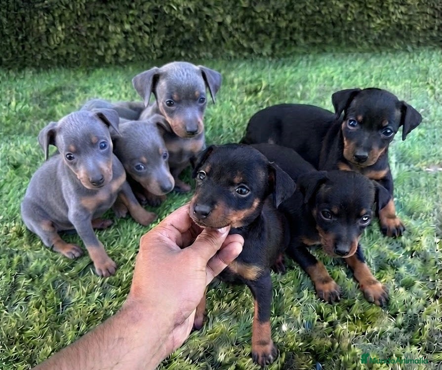 Pinscher Miniatura perros Minipincher - Anuncio 1