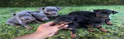 Pinscher Miniatura perros en venta: Minipincher - Anuncio 1