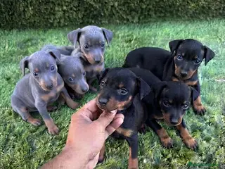 Pinscher Miniatura perros Minipincher - Anuncio 1