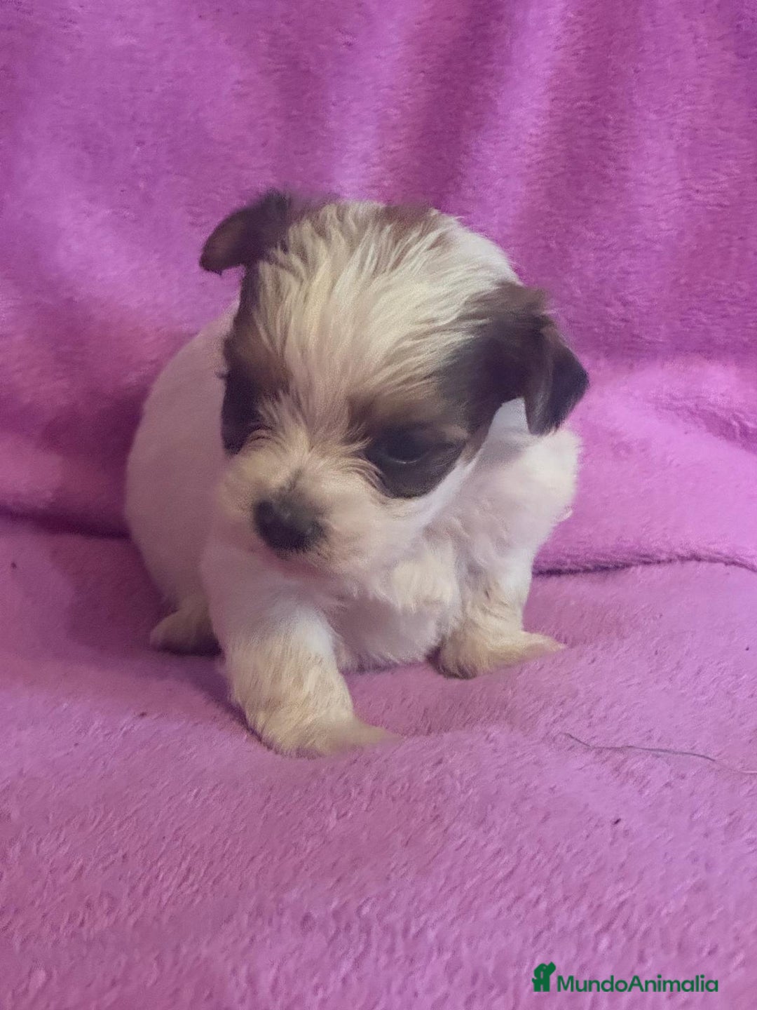 Morkie perros en venta: Morkies toys - Anuncio 7