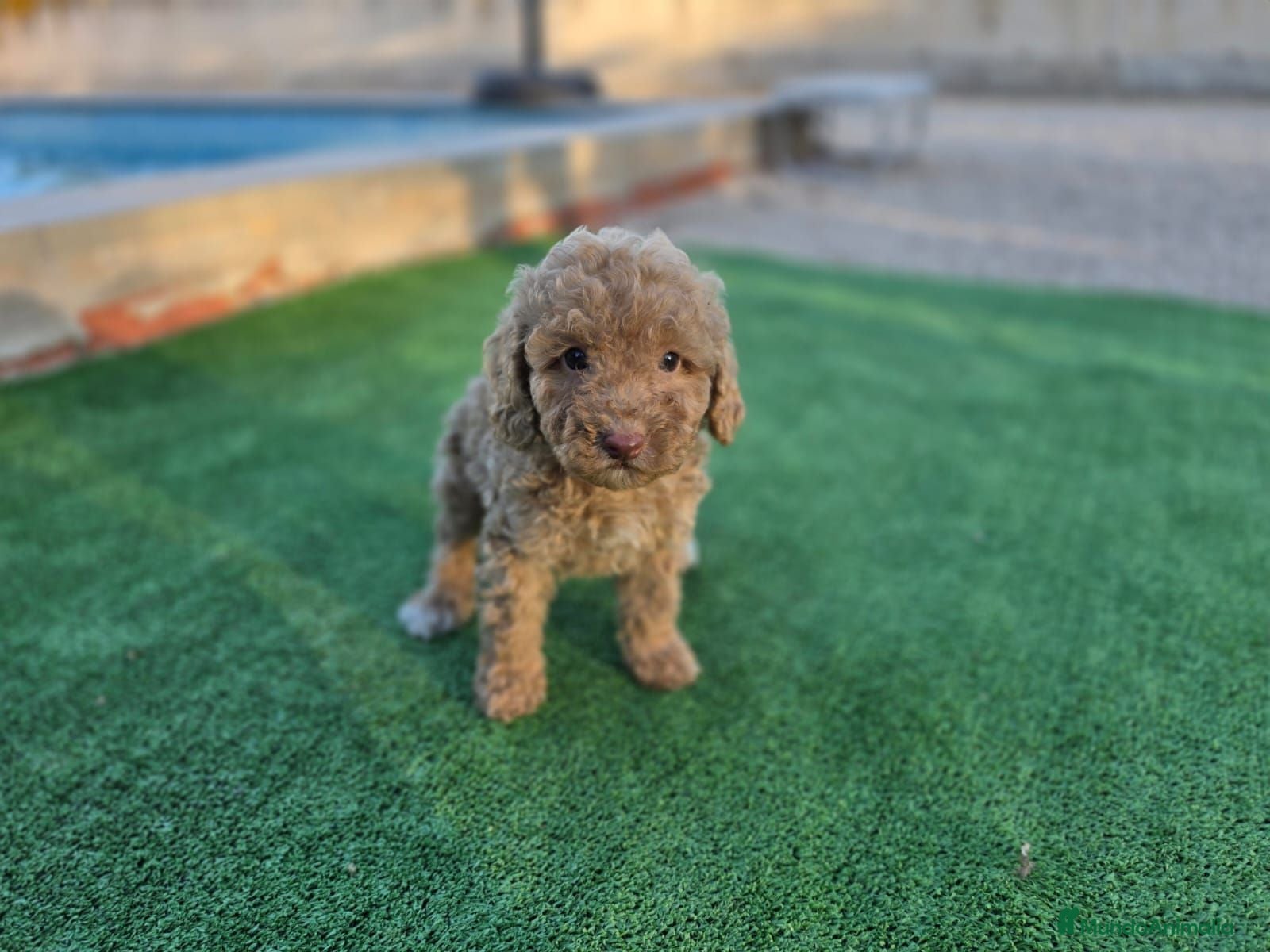 Caniche Toy perros Cachorritos caniches apricot - Anuncio 1