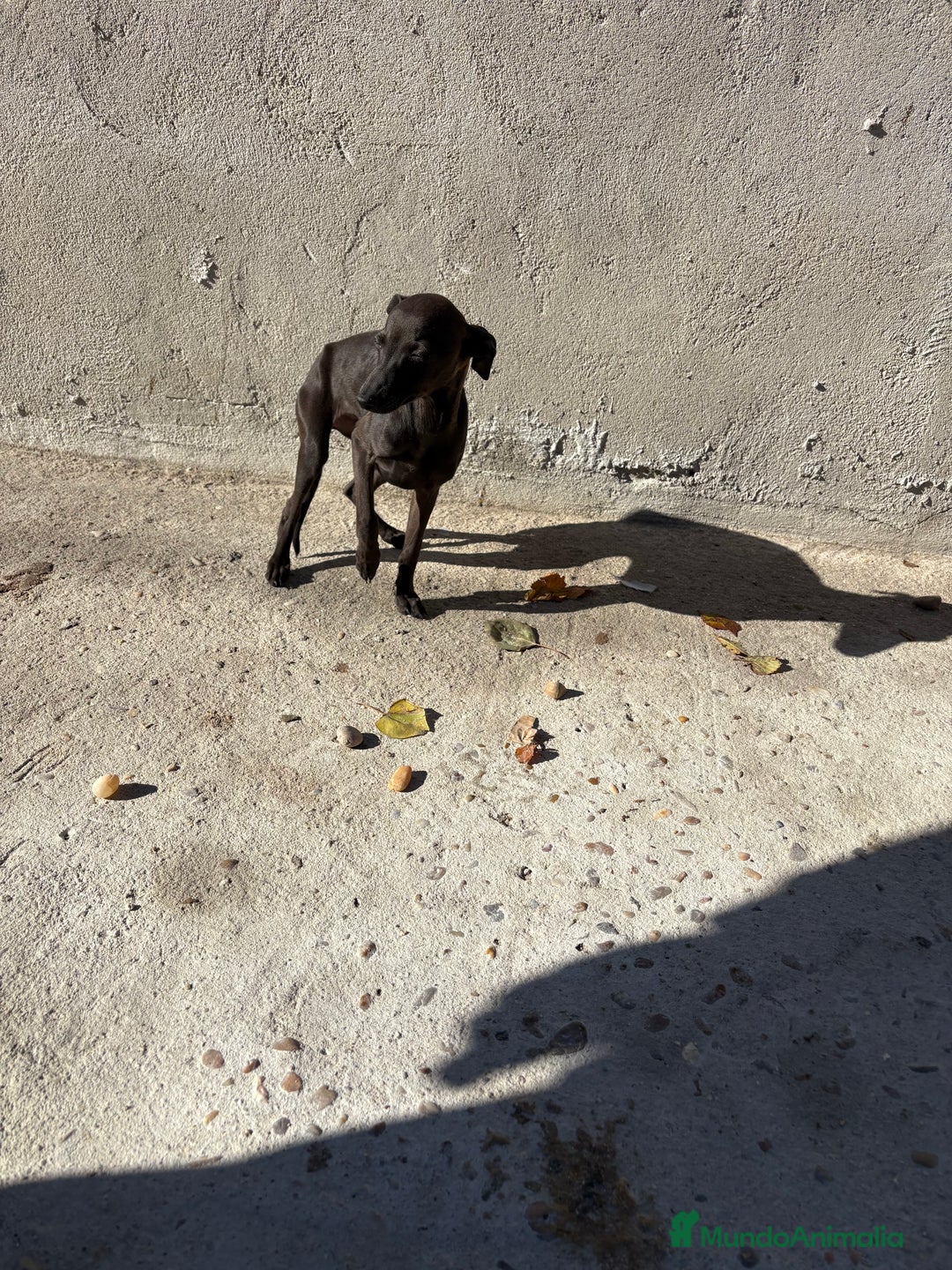 Pequeño Lebrel Italiano perros en venta: Hembra Piccolo lebrel italiano galgo  - Anuncio 7